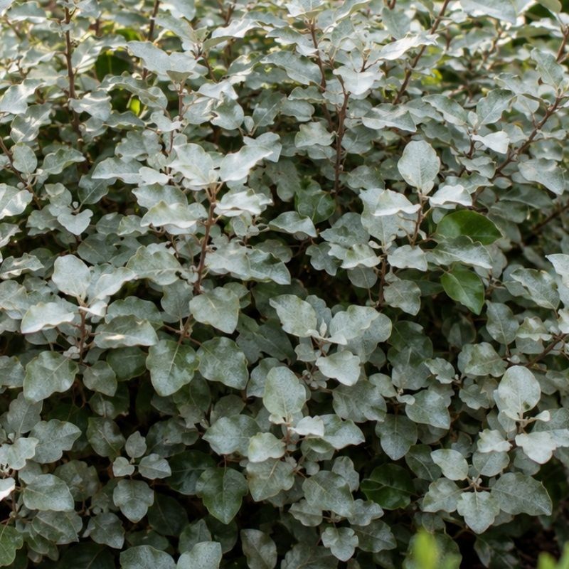 Elaeagnus x ebbingei' Compacta' 3 Litre