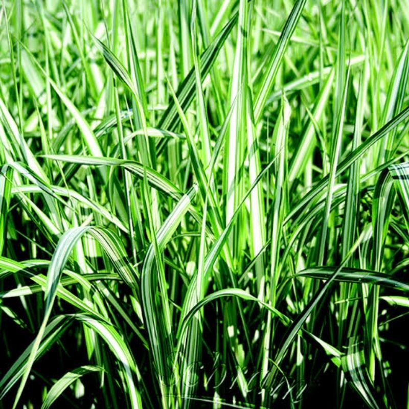 Phalaris arundinacea var. picta 'Feesey' 2 Litre