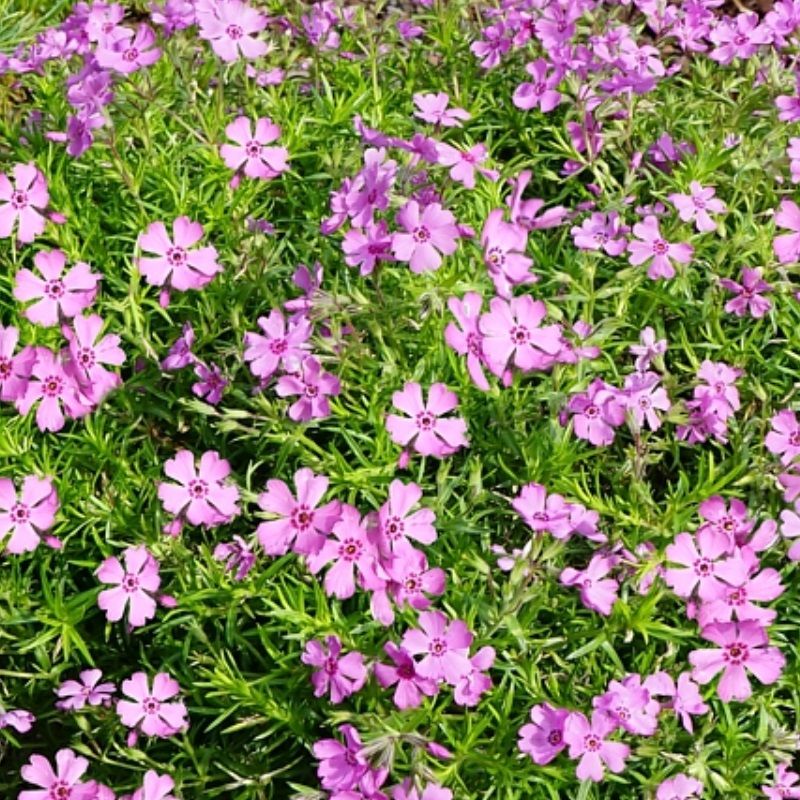 Phlox sub. 'Fabulous Rose'
