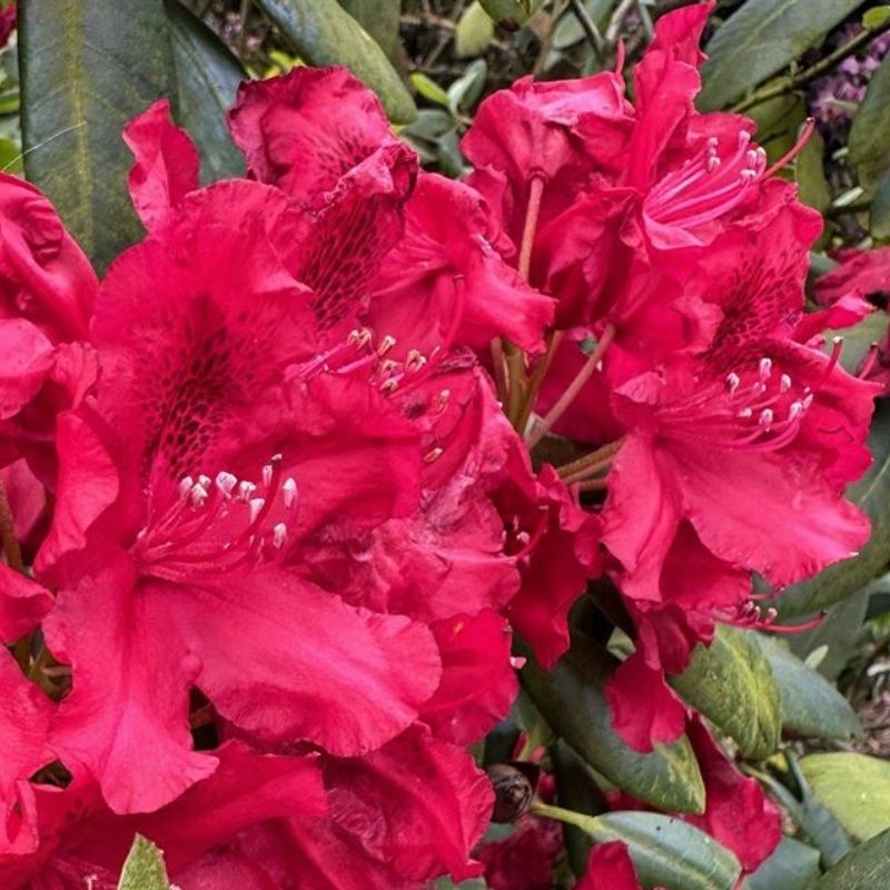 Rhododendron Hybr. 'Karl Naue' II 5 Litre - Evergreen Shrubs - Arboretum  Garden Centre