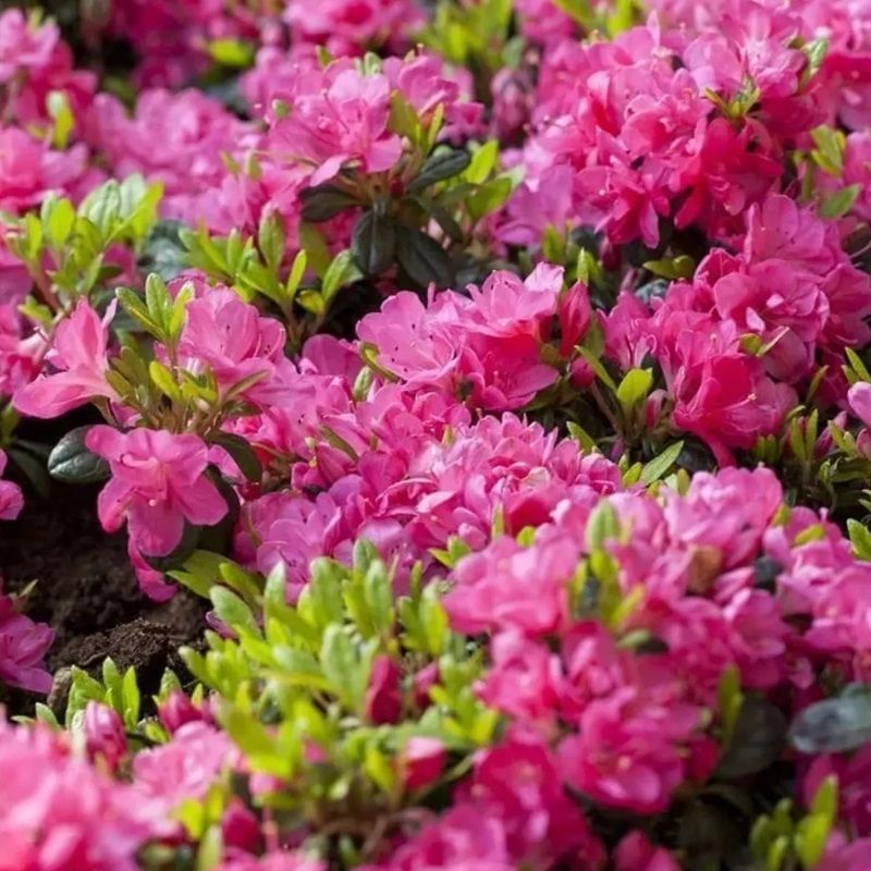Rhododendron obtusum 'Canzonetta' 4.6 Litre