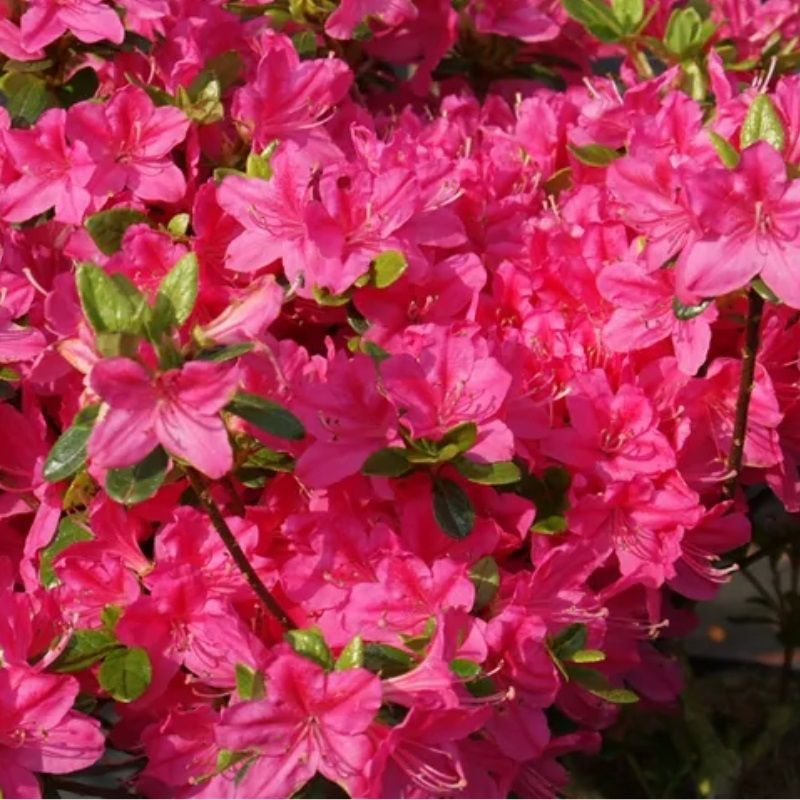 Rhododendron obtusum 'Kermesina Rose' 2.3 Litre