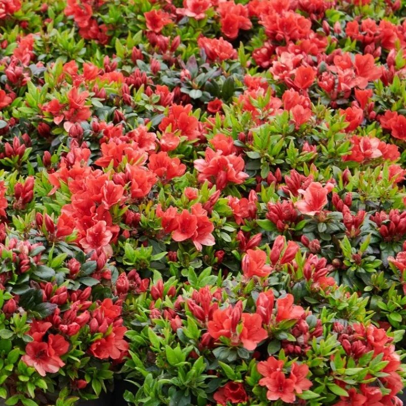 taxus hecke Eibenhecke | kaufen