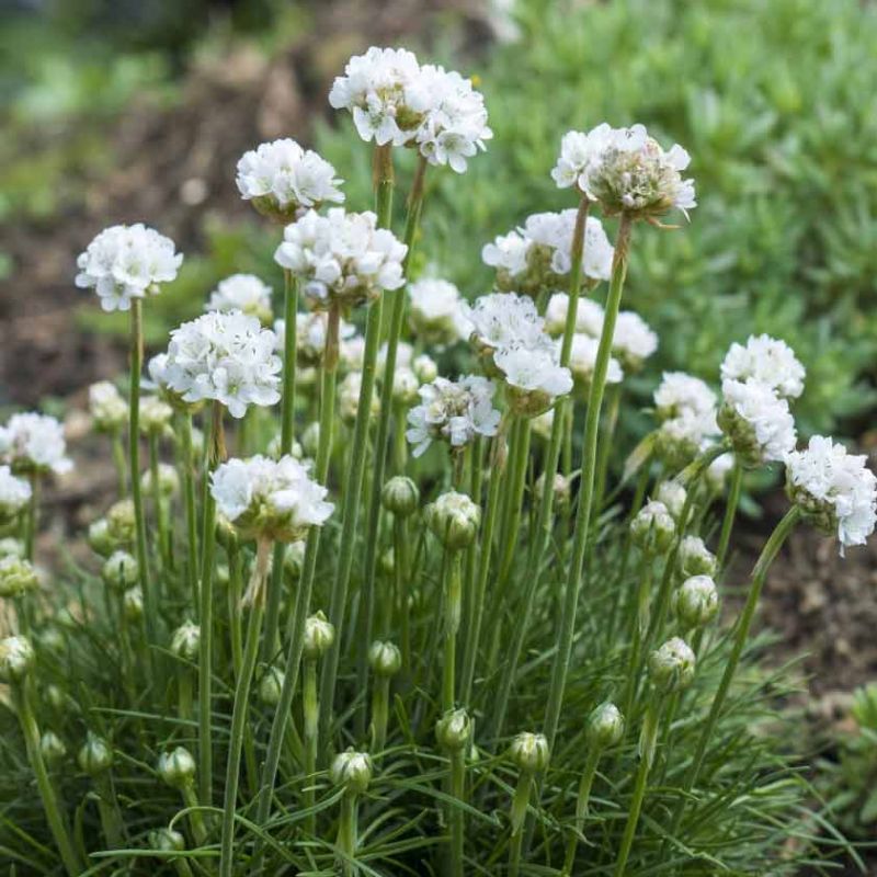 Armeria maritima Alba 9cm