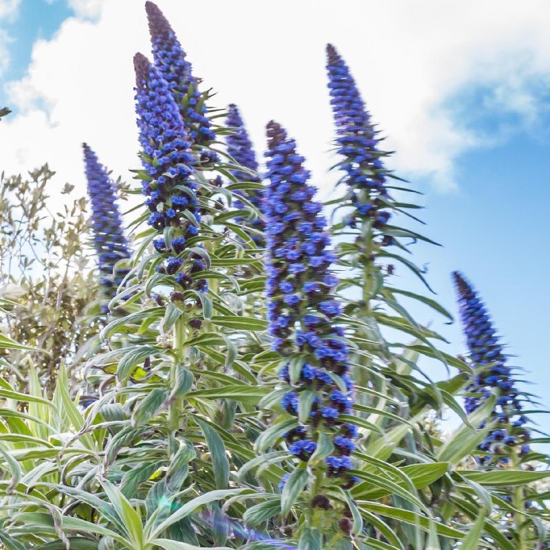 Echium pininana