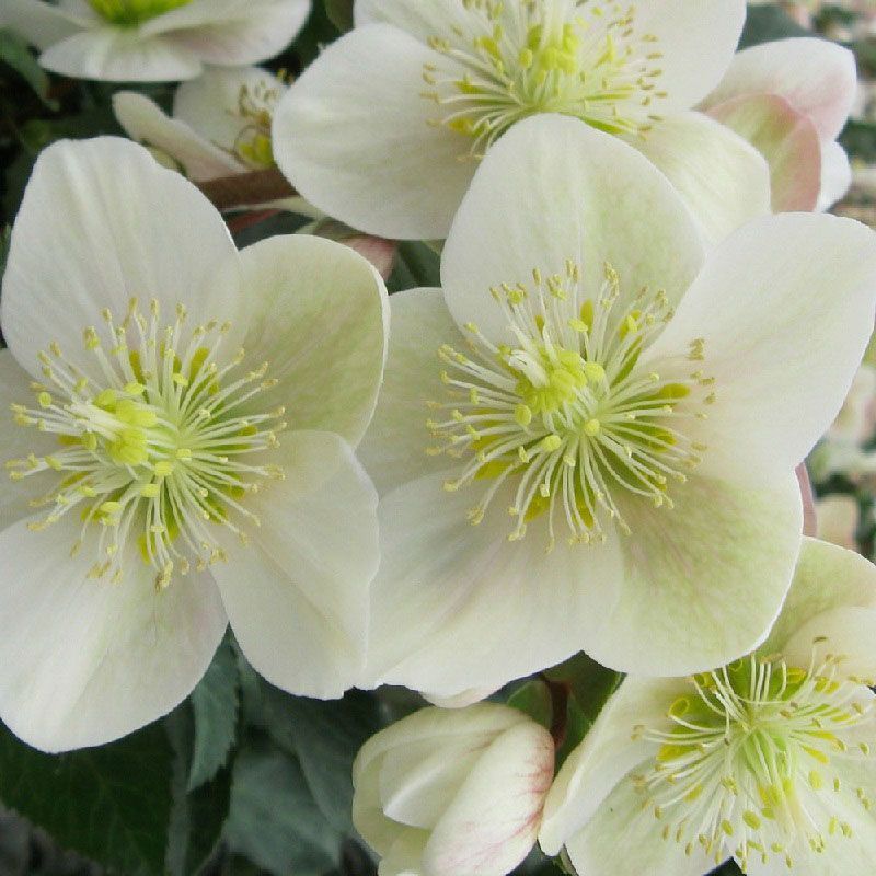 Helleborus 'Ice Breaker Max White'