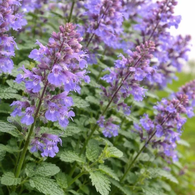 Nepeta mussinii 'Purrsian Blue' 2 Litre