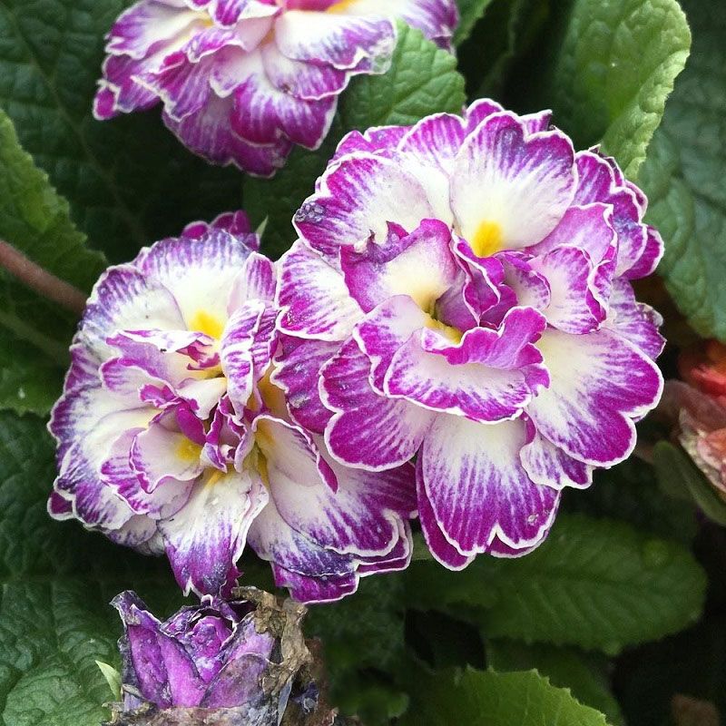Primula belarina 'Lively Lilac'