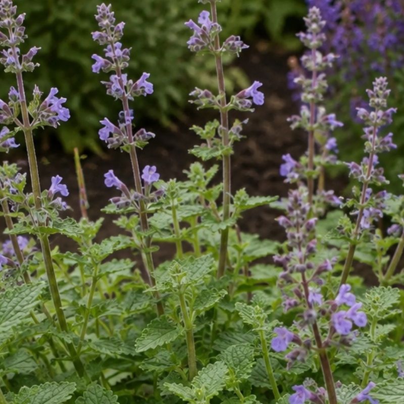 Nepeta X. faassenii 'Purrsian Blue' 2 Litre