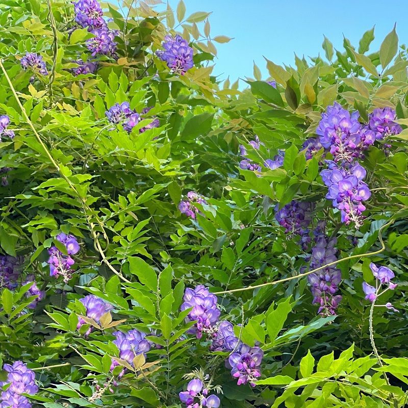 Wisteria frutescens 'Amethyst Fall' 3 Litre (150cm - 200cm)