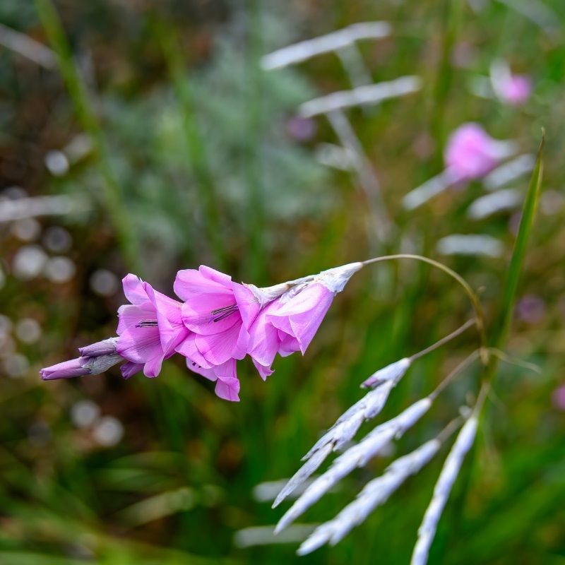 Dierama pulcherrimum 2 Litre