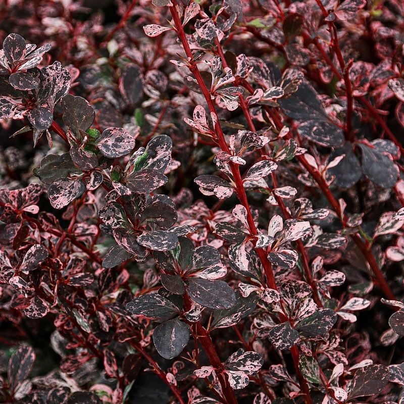 Berberis thunbergii 'Harlequin' 3 Litre