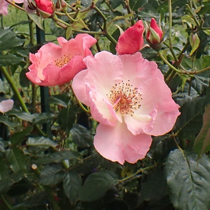 Rosa 'Summer Wine' 10 Litre