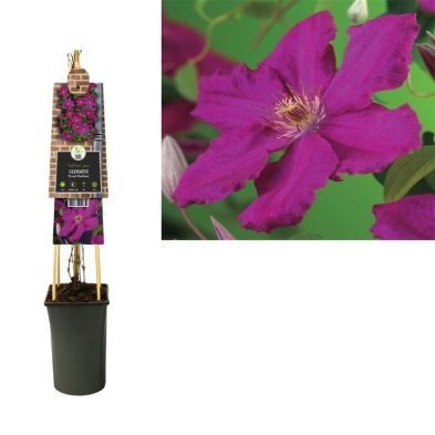 Clematis 'Ernest Markham' 2.25 Litre