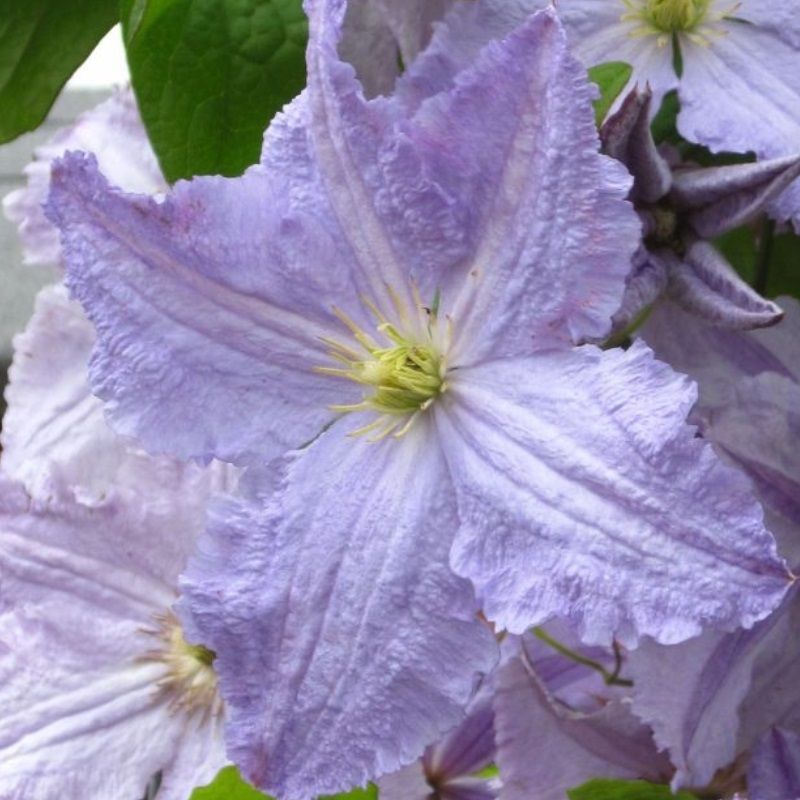 Clematis 'Blue Angel'