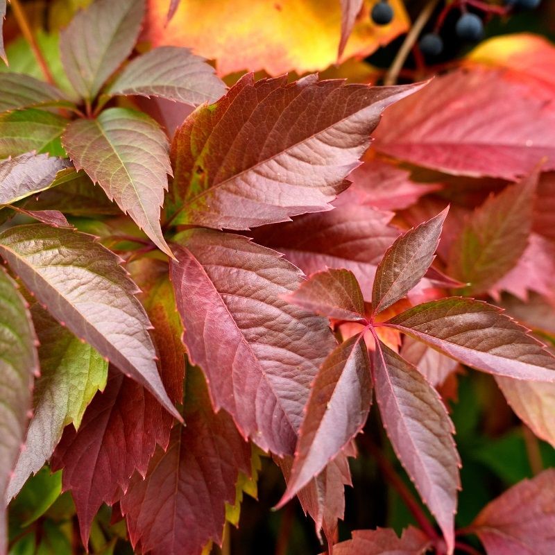 Parthenocissus quinquefolia 2.25 Litre