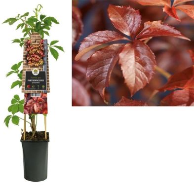 Parthenocissus quinquefolia 2.25 Litre