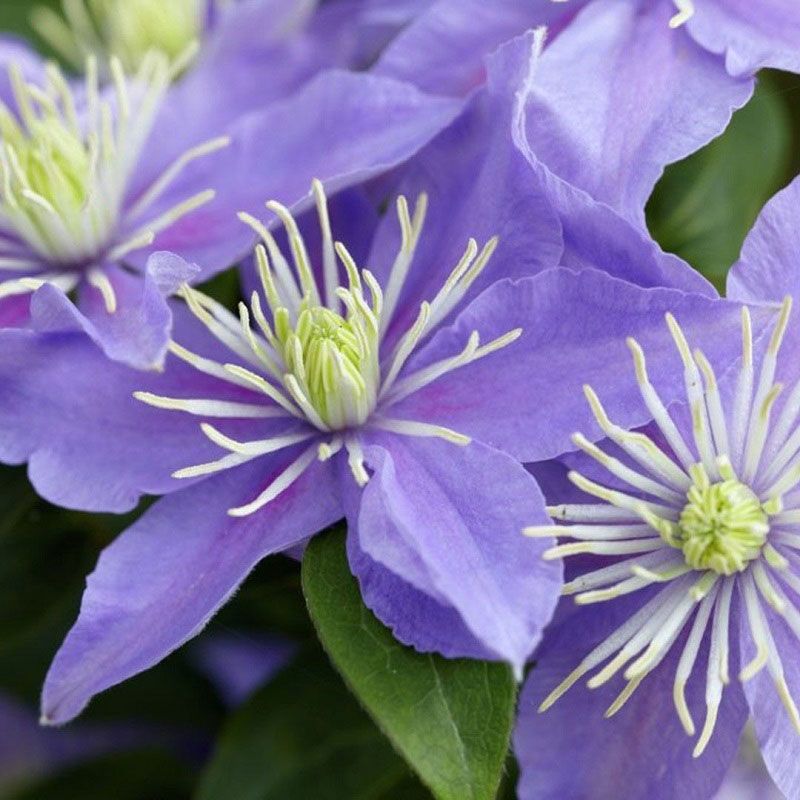 Clematis 'Justa' 2 Litre