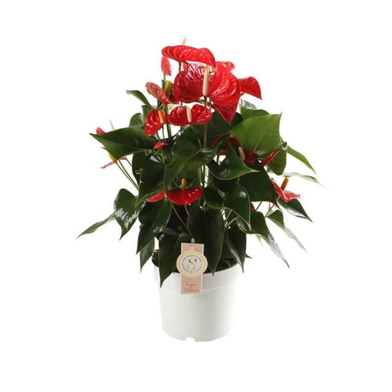Anthurium andraeanum 'Red Champion' 17cm