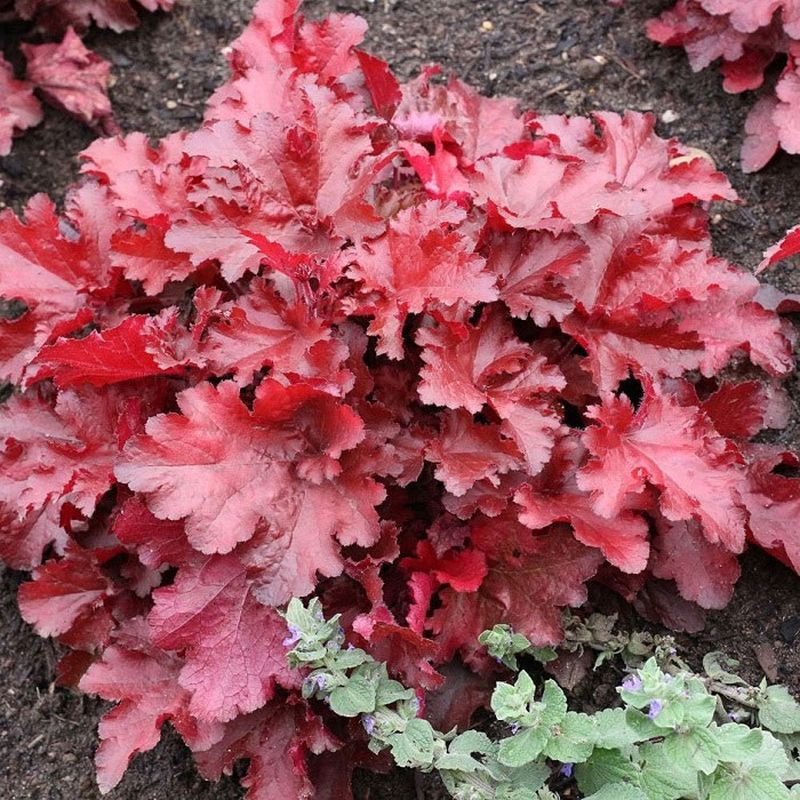 Heuchera 'Forever Red' 2 Litre