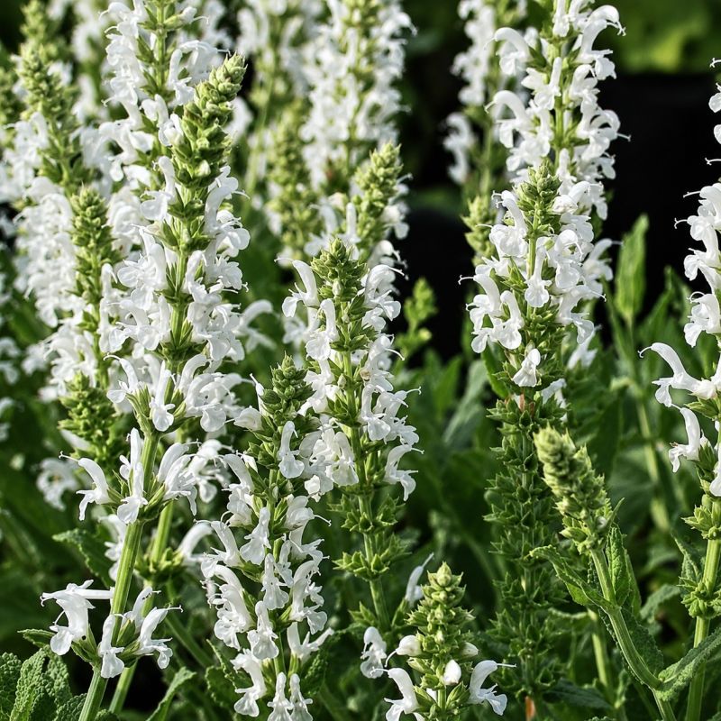 Salvia 'Salgoon' 2 Litre