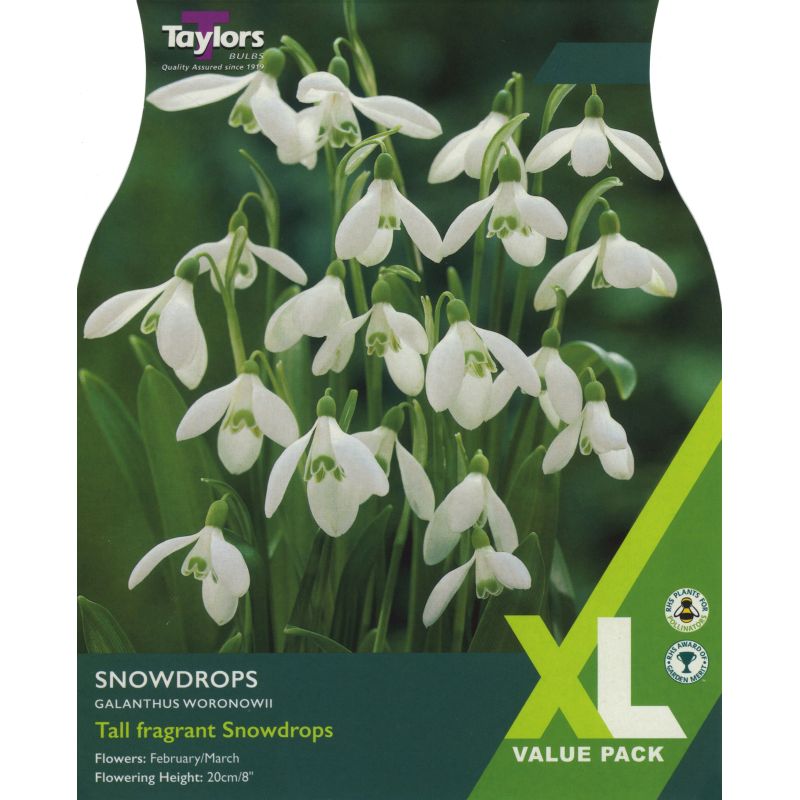 Snowdrops (Galanthus Woronowii) - XL Value