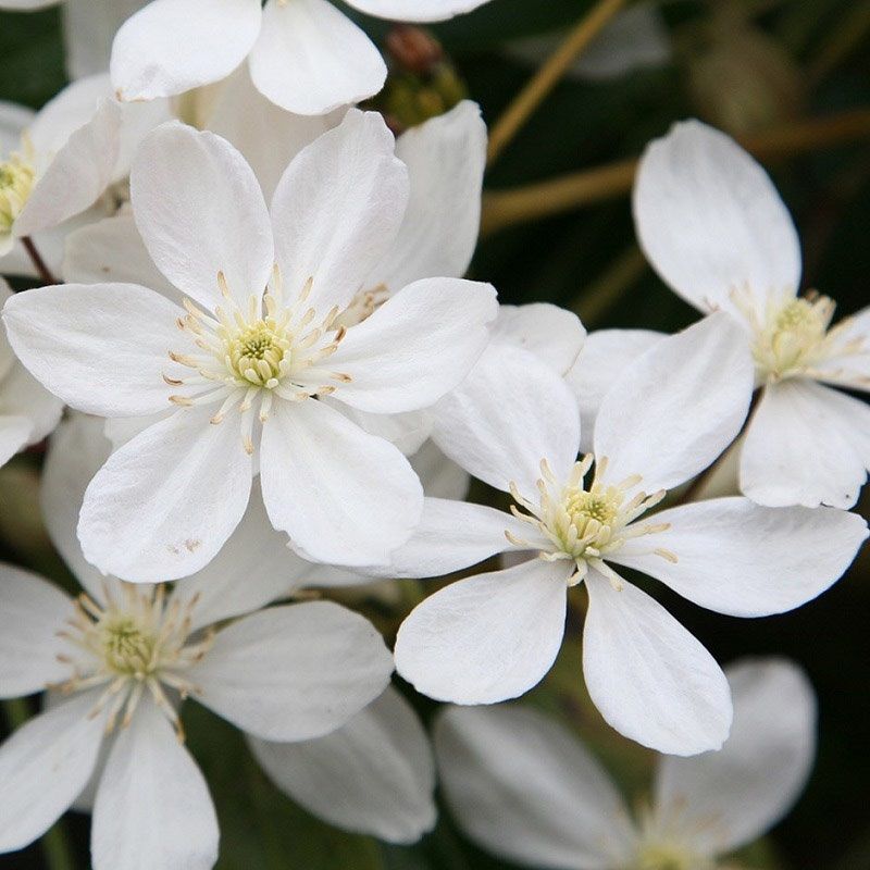 Clematis armandii 2.25 Litre