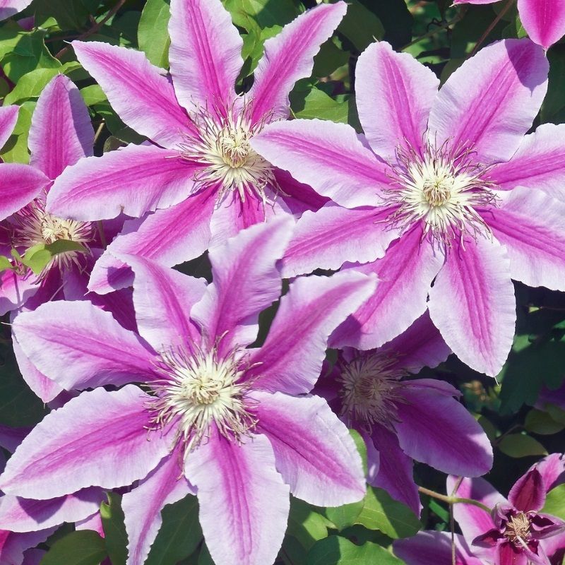Clematis 'Barbara Jackman' 2.25 Litre