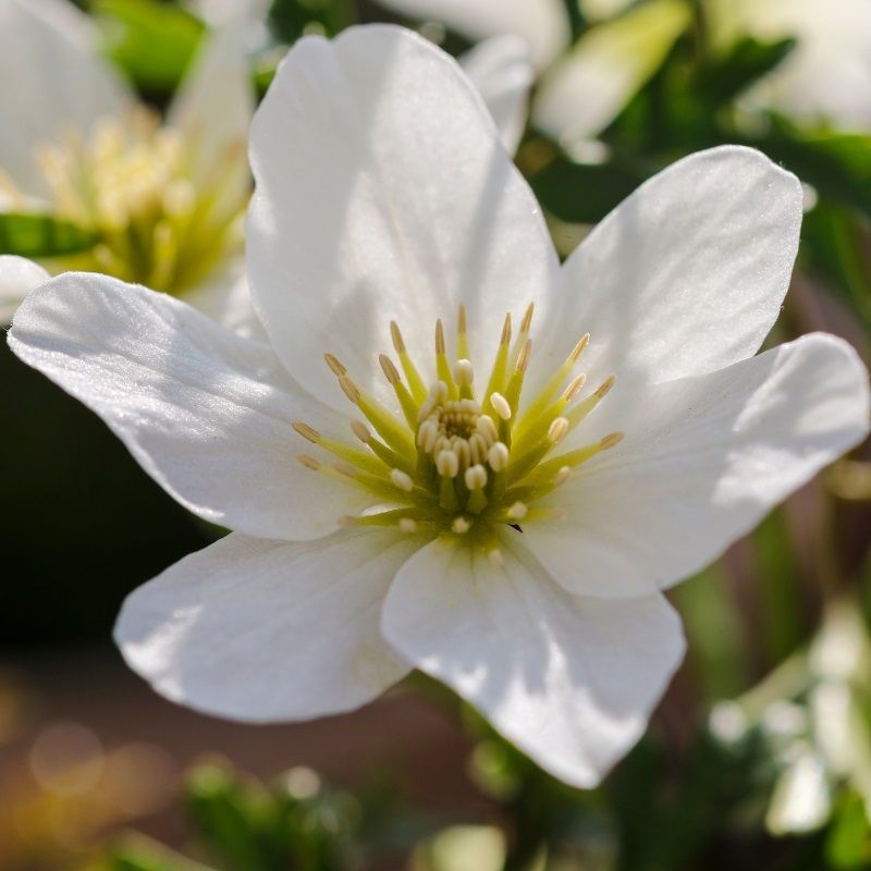 Clematis 'Joe' 2.25 Litre