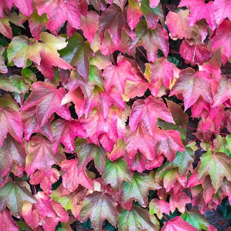 Parthenocissus quinquefolia 'Engelmannii' 2.25 Litre