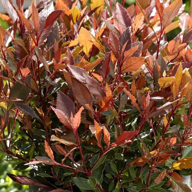Photinia fraseri 'Chico' 2 Litre