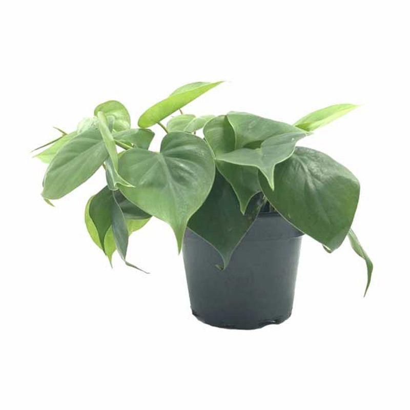 Philodendron scandens 12cm