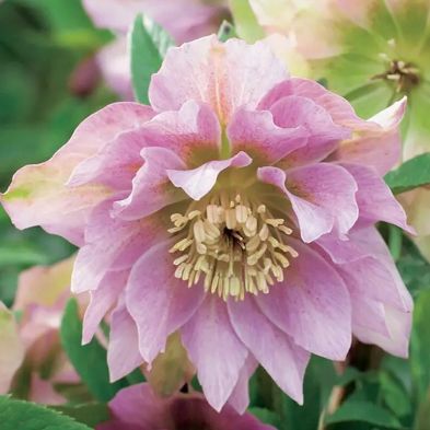 Helleborus orient. 'Double-Ellen Pink'