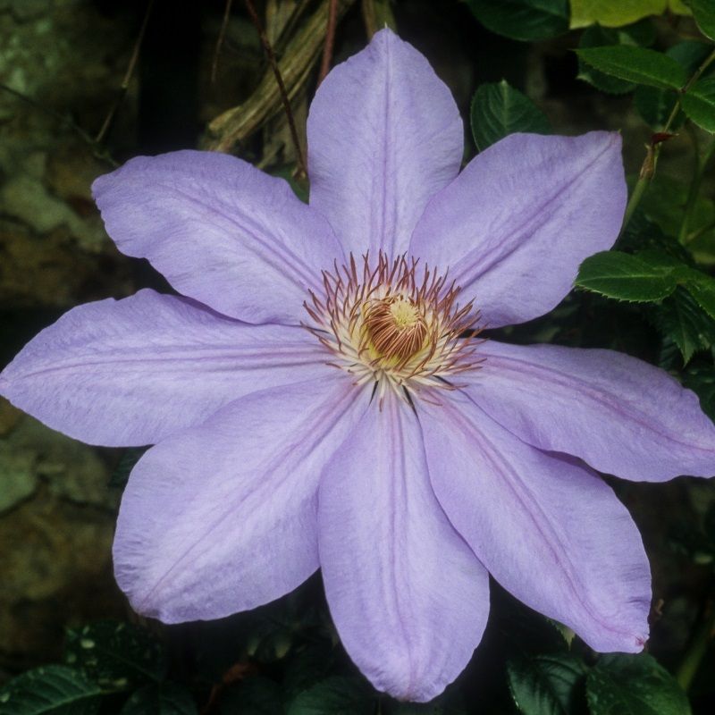 Clematis 'Lawsoniana' 2 Litre