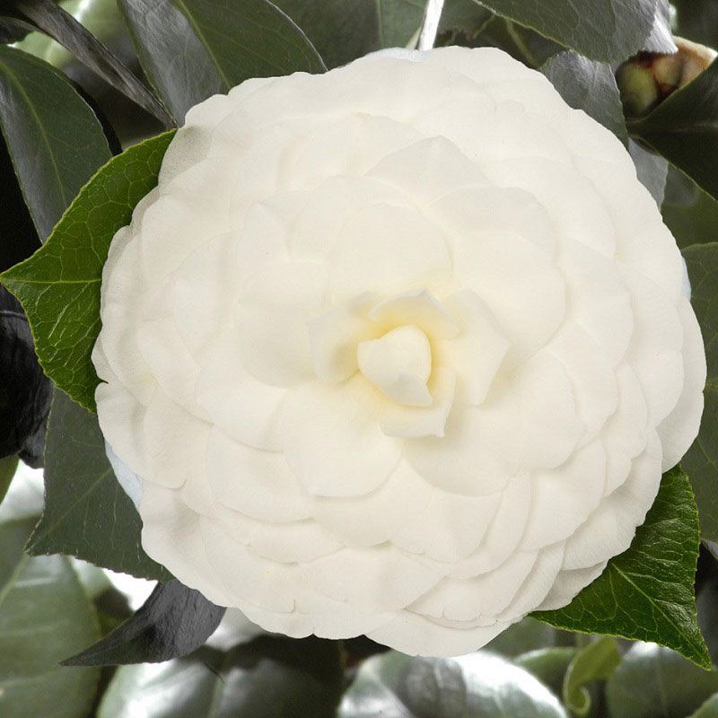 Camellia jap. 'Nuccio's Gem'