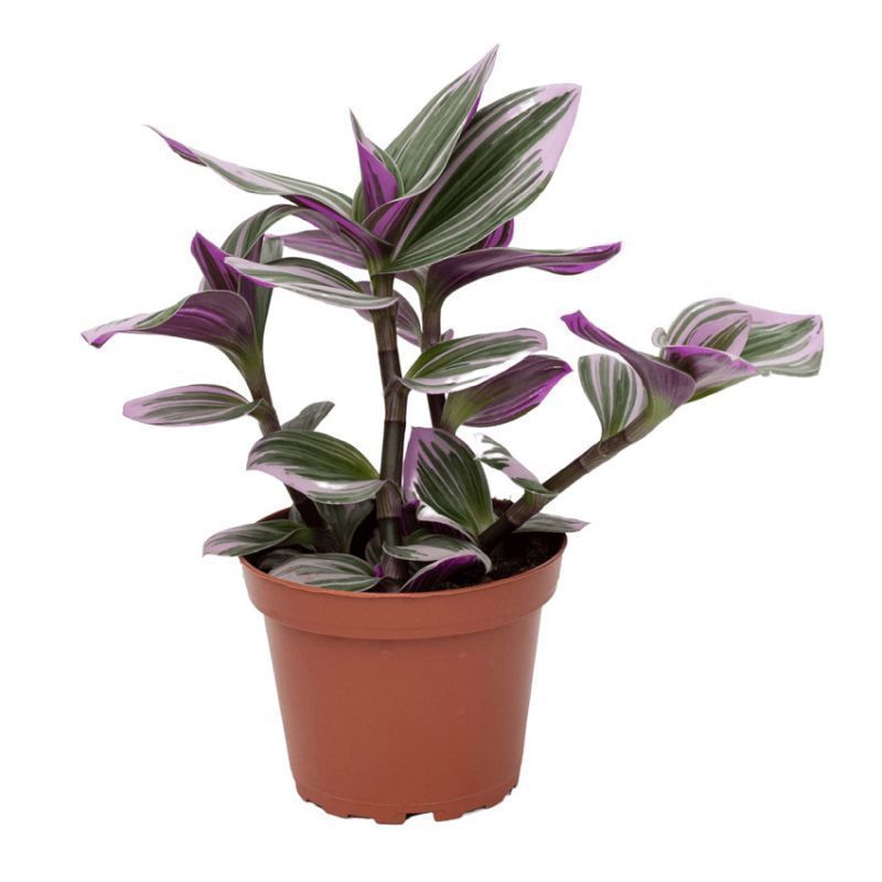 Tradescantia 'Nanouk' 12cm