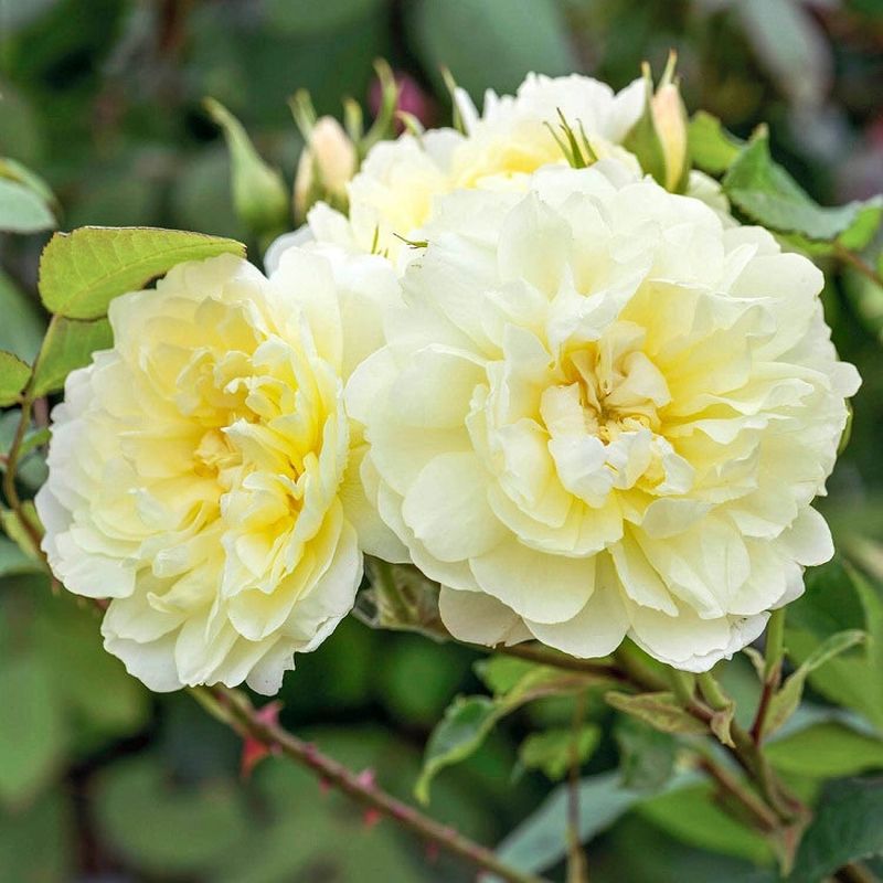 Rosa 'Imogen' 6 Litre