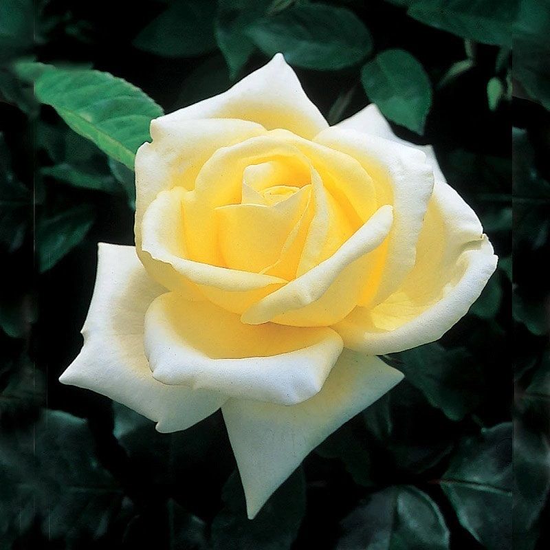 Rosa 'Elina' 4.5 Litre