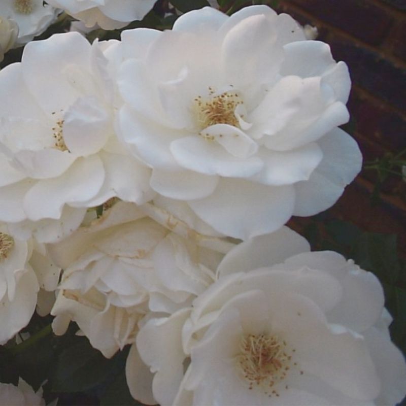 Rosa Iceberg (Floribunda) 3.5 Litre