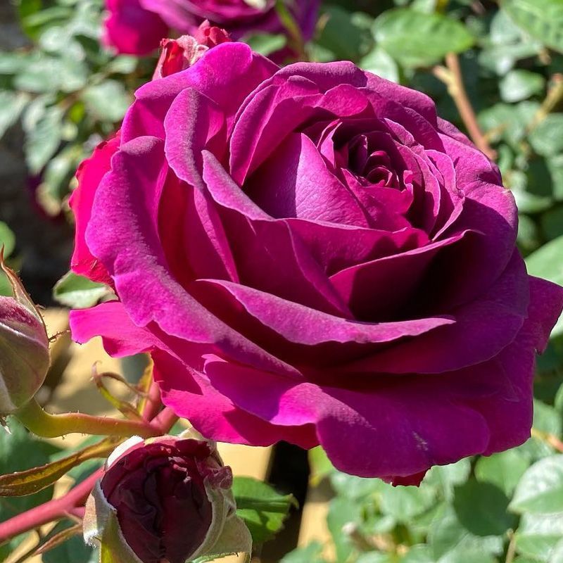 Rosa 'Timeless Purple'