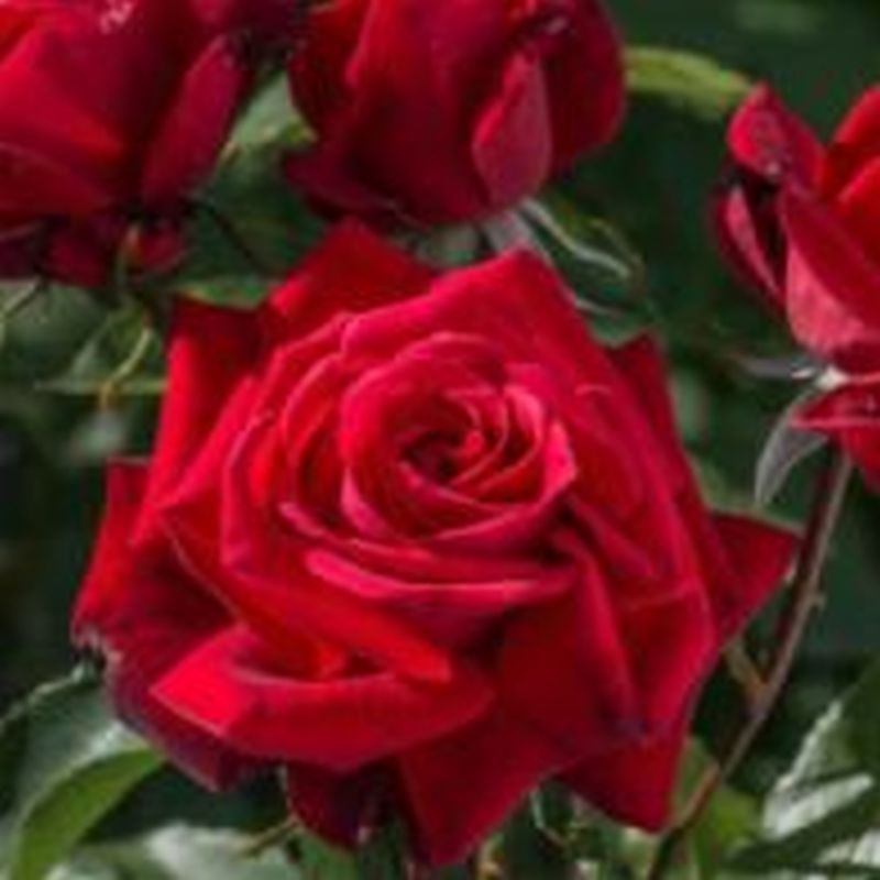 Rosa 'Happy Ruby Wedding' 3.5L