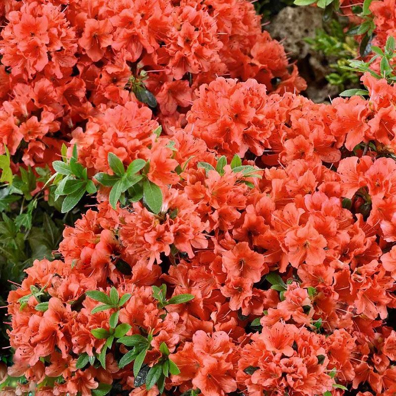 Rhododendron 'Geisha Orange' 2.3 Litre