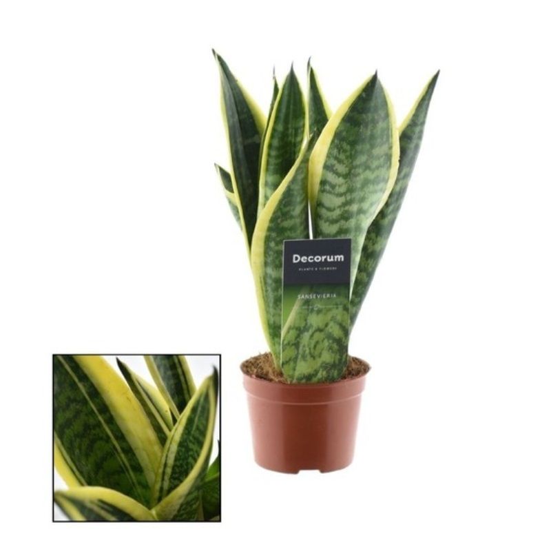 Sansevieria trif. 'Futura Superba' 9cm