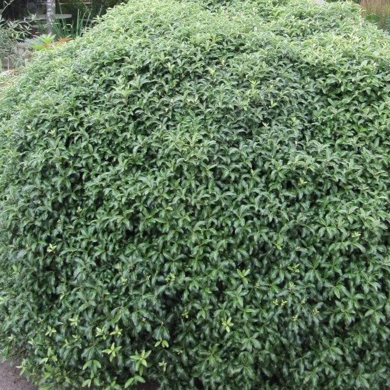 Pittosporum tenuifolium 'Silver Ball' 2 Litre