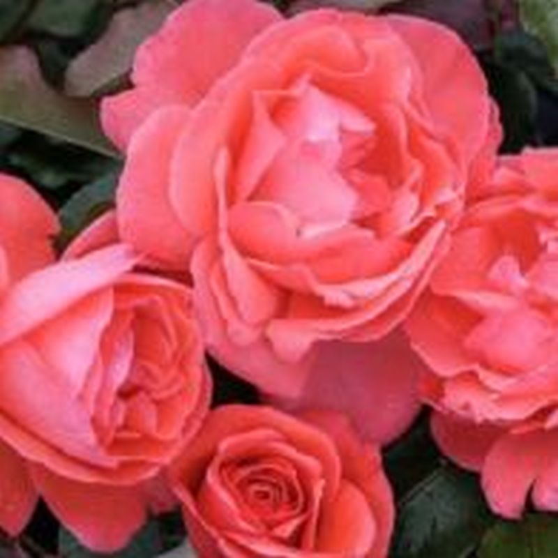 Rosa 'Happy Anniversary' 3.5 Litre