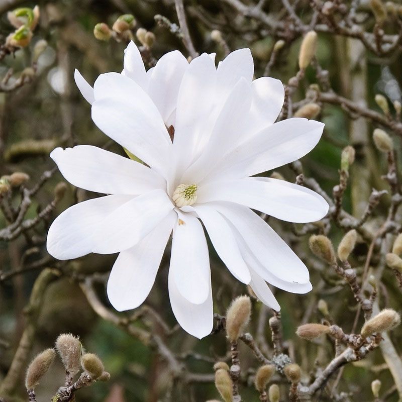 Magnolia Stellata 5 Litre