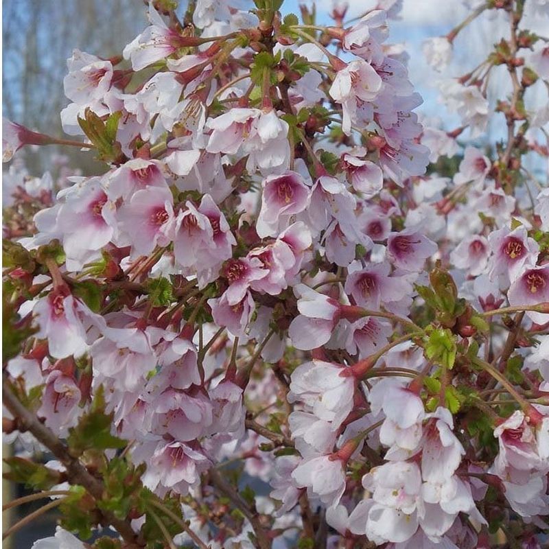 Prunus incisa 'Kojou-No-Mai' 4 Litre