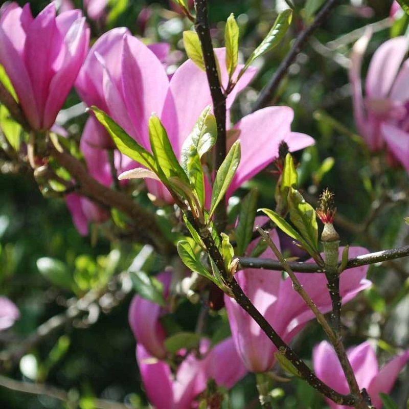 Magnolia 'Susan' 7.5 Litre