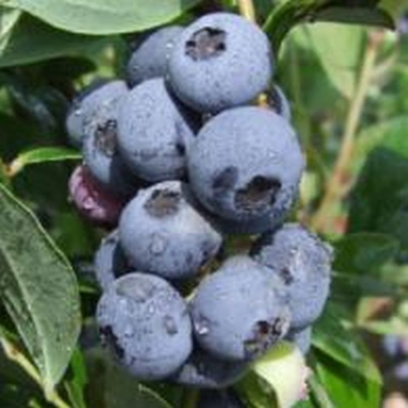 Blueberry Vaccinium cor. 'Goldtraube 71' 2L
