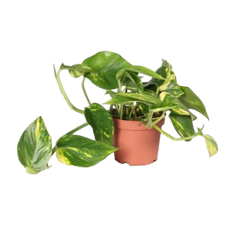 Эпипремнум золотистый Epipremnum Aureum